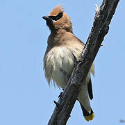 Cedar Waxwing