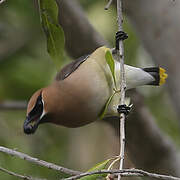 Cedar Waxwing