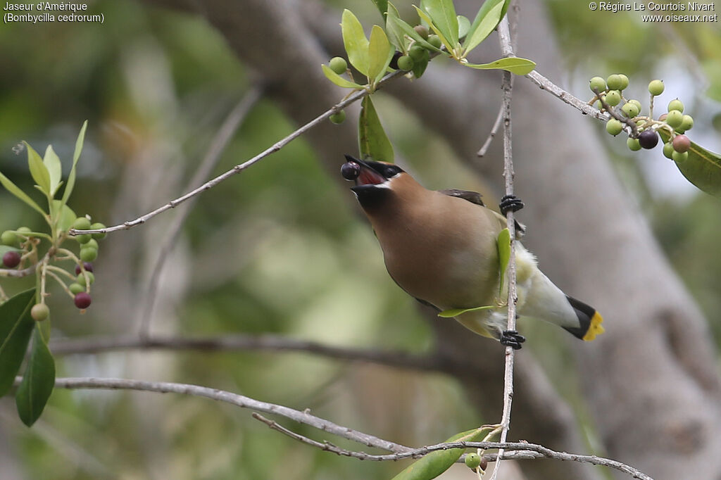 Cedar Waxwing