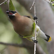 Cedar Waxwing