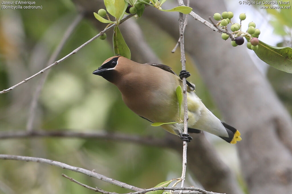 Cedar Waxwing