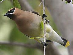 Cedar Waxwing