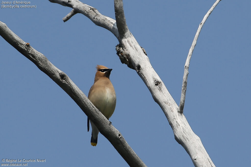 Cedar Waxwing