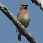 Cedar Waxwing