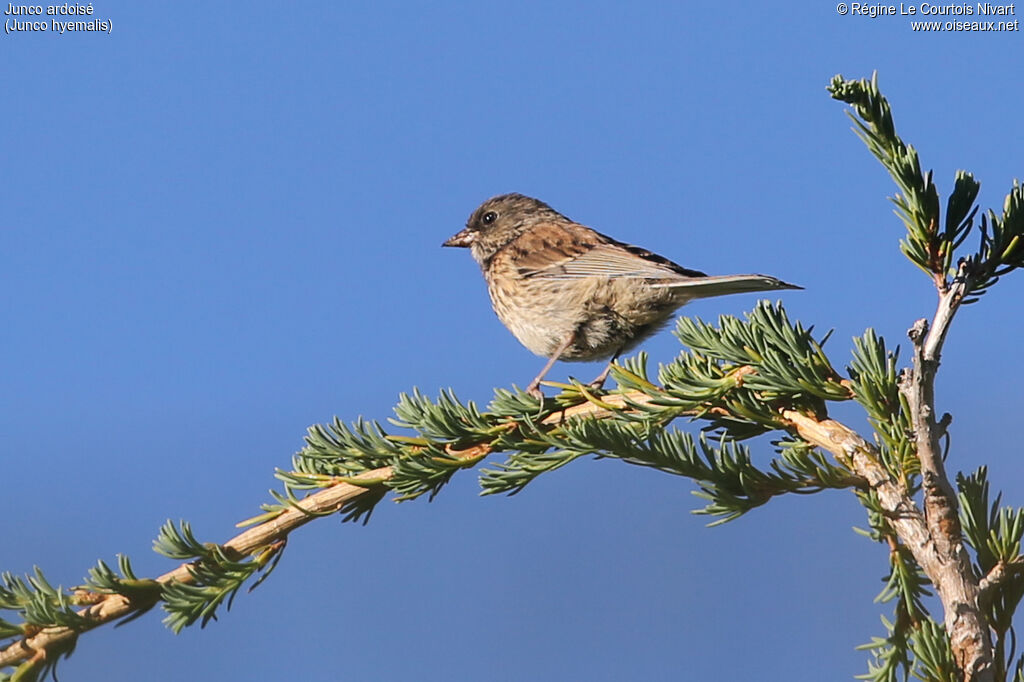 Junco ardoiséjuvénile