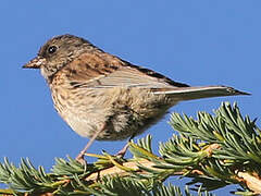 Junco ardoisé