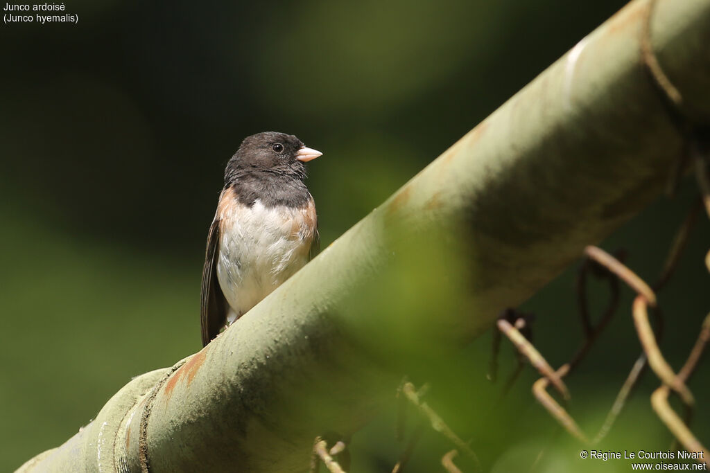 Junco ardoisé