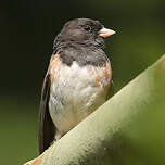 Junco ardoisé