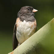 Dark-eyed Junco