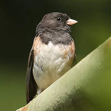 Junco ardoisé