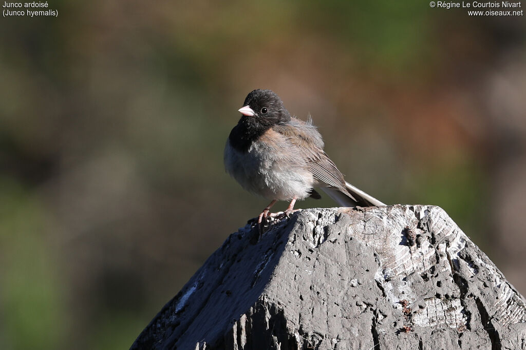 Junco ardoisé