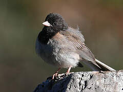 Dark-eyed Junco