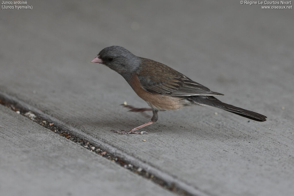 Junco ardoisé