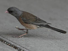 Dark-eyed Junco