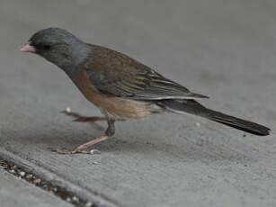 Junco ardoisé