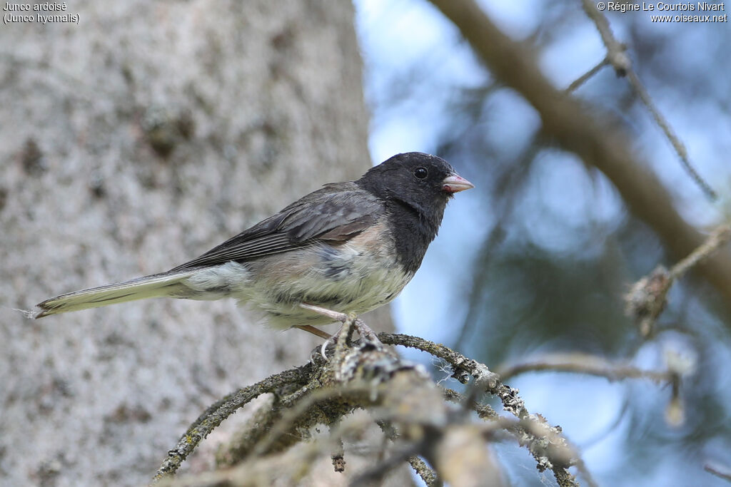 Dark-eyed Junco