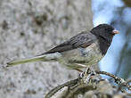 Junco ardoisé