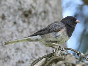 Junco ardoisé