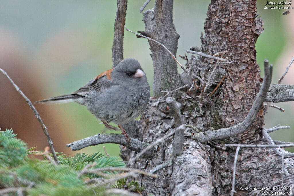 Junco ardoisé