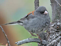 Junco ardoisé