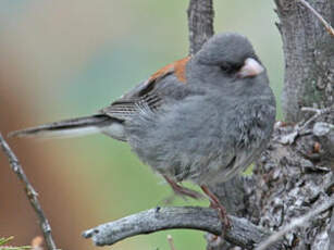 Junco ardoisé