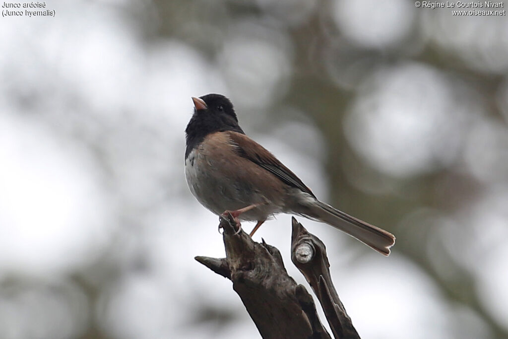 Dark-eyed Junco