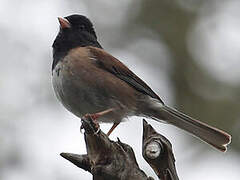 Dark-eyed Junco