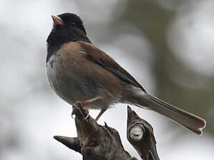 Junco ardoisé