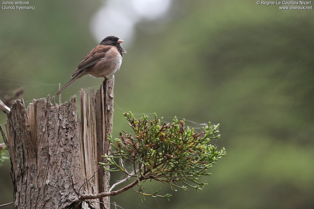 Dark-eyed Junco