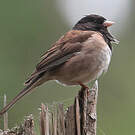 Junco ardoisé