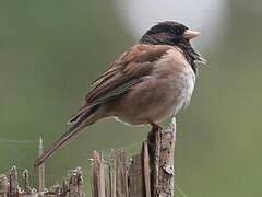 Junco ardoisé