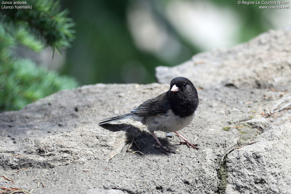 Junco ardoiséadulte