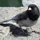 Junco ardoisé