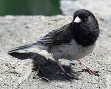 Junco ardoisé