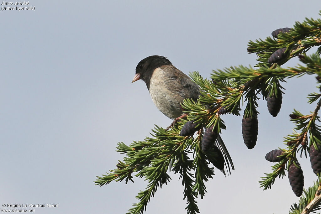 Dark-eyed Junco