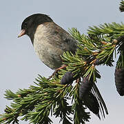 Junco ardoisé