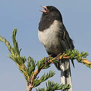 Junco ardoisé