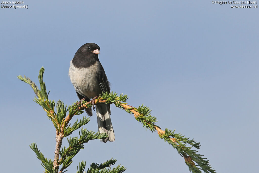 Junco ardoiséadulte