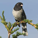 Junco ardoisé