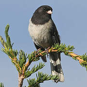 Dark-eyed Junco