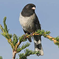 Junco ardoisé