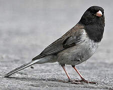 Dark-eyed Junco