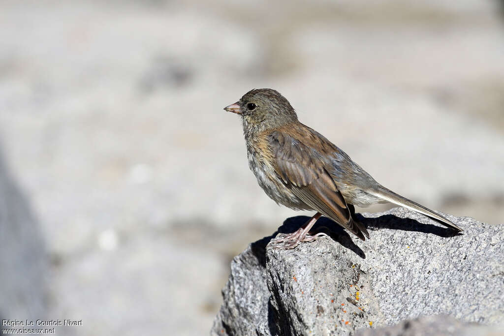 Junco ardoiséjuvénile, identification