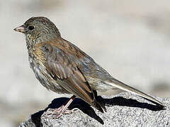 Junco ardoisé