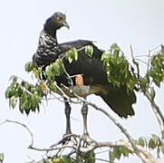 Horned Screamer