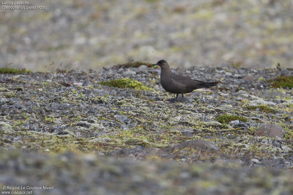 Parasitic Jaeger