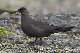 Parasitic Jaeger