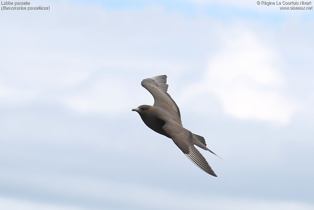 Parasitic Jaeger