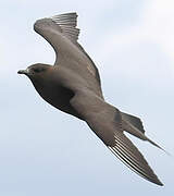 Parasitic Jaeger