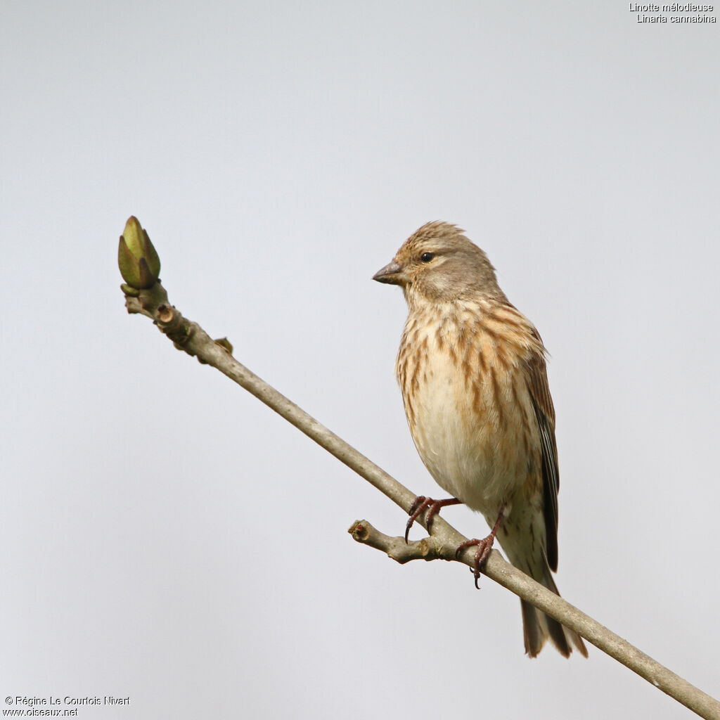 Linotte mélodieuse femelle